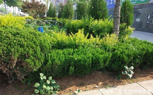  [蔬菜]为啥宁愿种草也不让种菜 农村人想不通