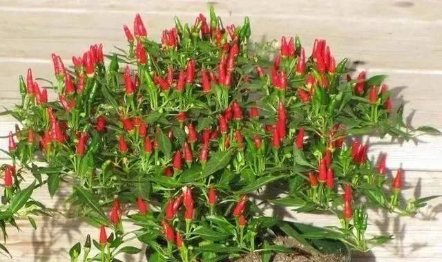  「辣椒」3月就种3种菜,阳台上养几盆,全家都爱吃!