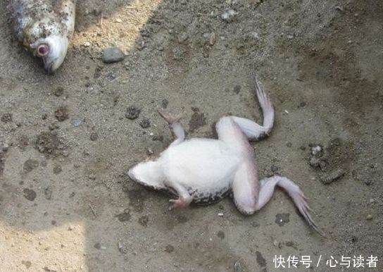 农村农民河边捕鱼收鱼笼，刚捞上来脸色突变！