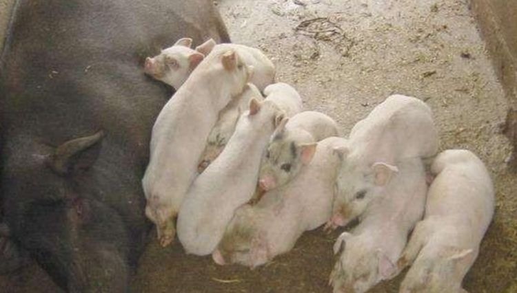  「养殖户」国家鼓励散户养猪,可以放开养了吗?小养殖户该怎么避