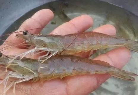  [养殖户]去年塘头价80多元，今年跌到40多元，养殖户说不养就不