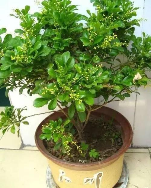  「要注意」9种折个枝叶就能扦插的花卉，又能省不少了！