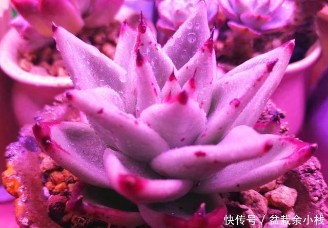  「旺盛」春天让多肉淋几场雨，越长越旺盛，但这些最好别淋，容易生病虫害