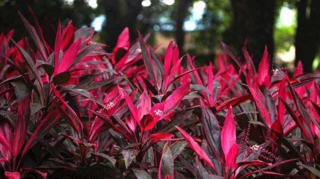 「朱蕉它」色彩高雅华丽,这种红色“竹子”,客厅养一盆,好运来招财运!