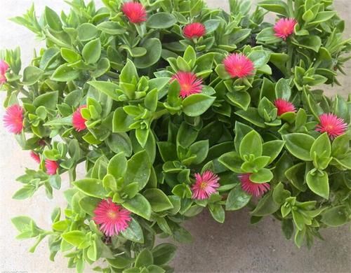  『值得』喜欢养护花卉，就养以下3种花卉，花色艳丽，花朵硕大，值得拥有