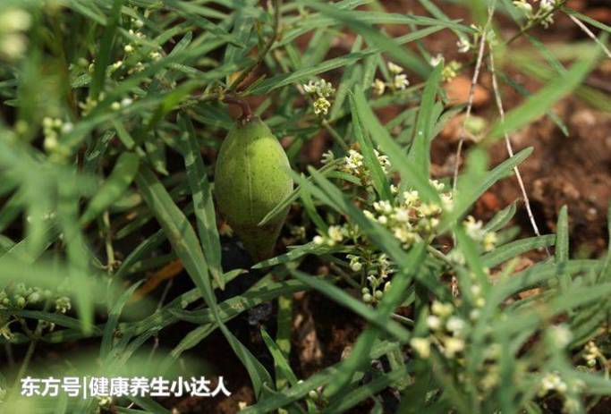 它是“最冤”野果！全身是“宝”，可惜常被农民误当野草除去