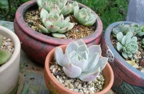  露养■多肉露养好时节：扔外面，1个月没管，美得跟整容了一样！