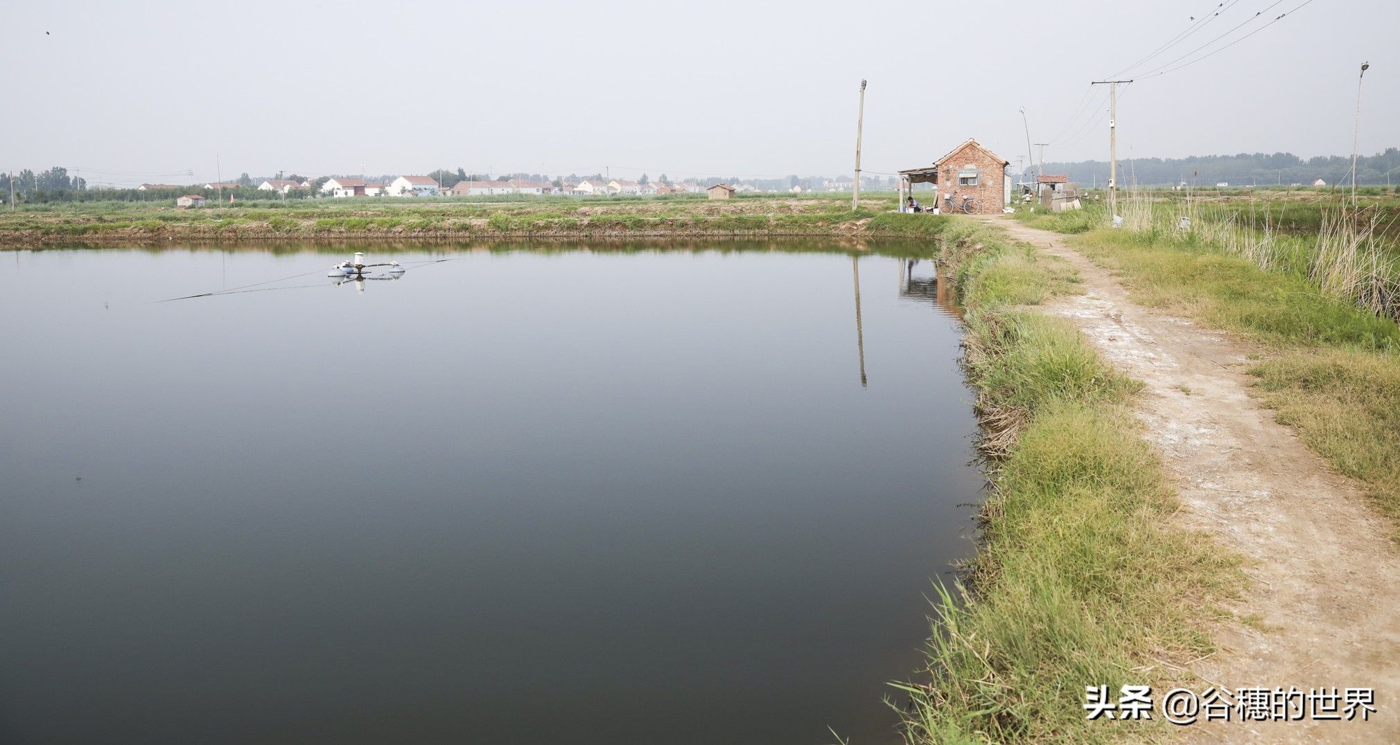 黄河岸边曾经的农村盐碱地，现在12000个虾池，农民们的梦想