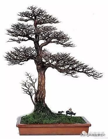  『作品』岭南珍品——山格木盆景