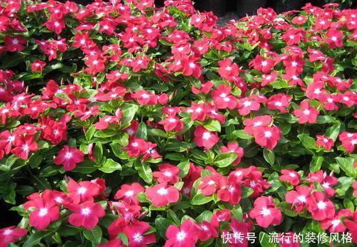 #长春花#此花开花勤快,仙气十足,天天有花赏,是家庭盆栽佳品!