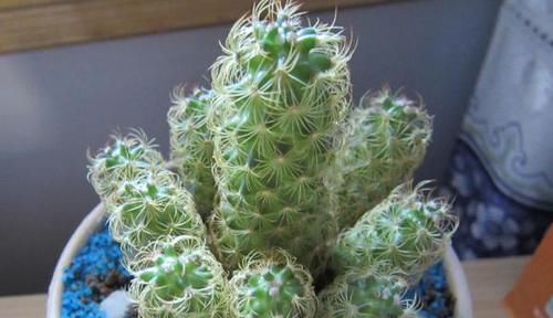  「好玩」植物戴上动物的名字以后惊艳了世界，8种带“鸡”的植物太好玩