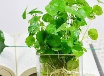 家里@6种招财旺运好扦插的花,1年繁殖50盆,家里多得装不下
