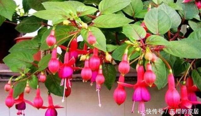  「度夏」教你4步养好倒挂金钟，不黄叶不烂根，轻松度夏，挂满“红灯笼”