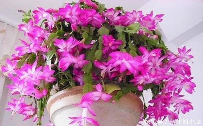  [家里]4种花养在家里，鲜艳明亮，丰富多彩，花型奇特美翻了