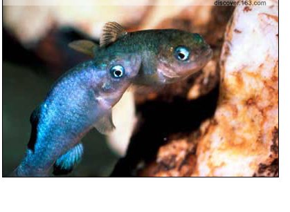 存活6万多年,全球总共38条,比大熊猫都珍贵,将面临着灭亡