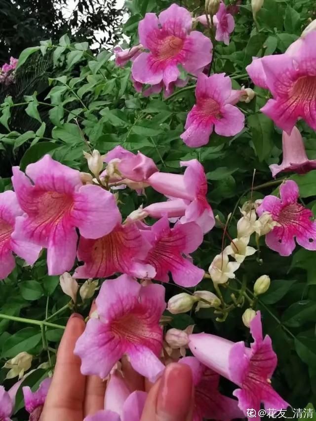  开出漂亮■阳春三月，出门踏青，原来有这么多漂亮花！