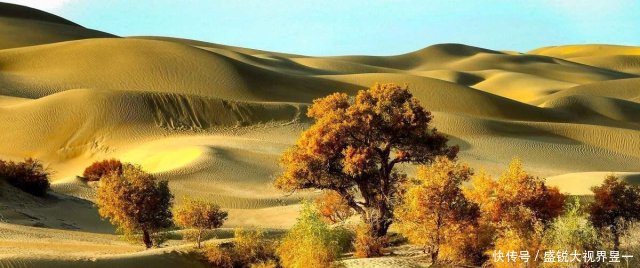 中国曾投资1个亿治理沙漠，种植上亿棵胡杨树，如今怎么样了