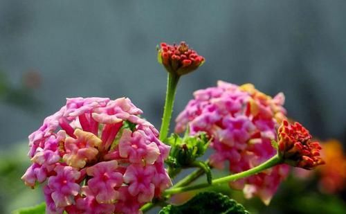  『家里』哪些植物不适合在家里养？可要认准这3种植物，好多人还不知道
