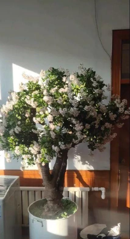  「图片作者」客厅就养这4种花，威武霸气，开花还漂亮！
