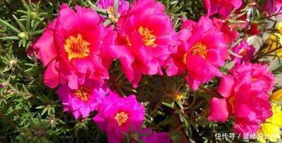 『夏季』最适合夏季养护的3种花卉,花色艳丽,花期长,开花爆盆的花卉