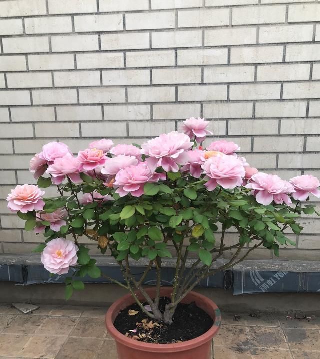 花香:此款木本盆栽花,开花美丽,花香浓郁,四季有花开,养护也容易