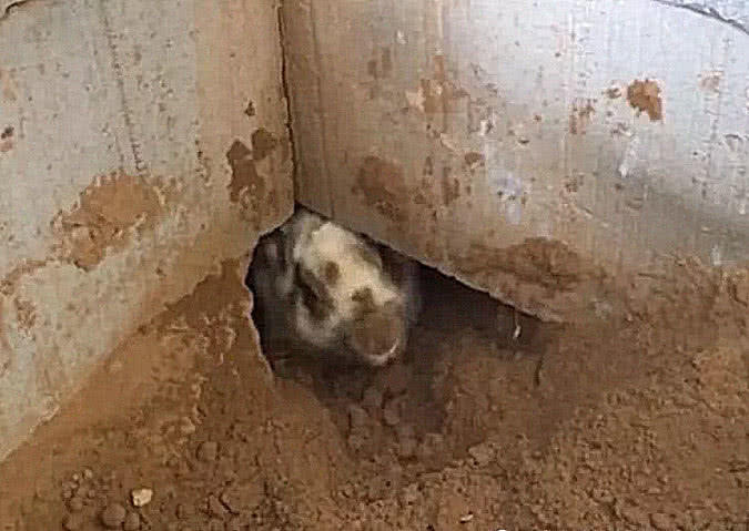 大爷在家中墙角发现一个大洞,里面竟有东西爬出来,捉住后乐开花