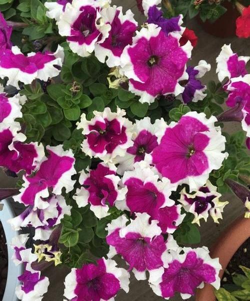 [种植]阳台种盆矮牵牛，易种植花色多，开成“花瀑布”，吊在空中非常美