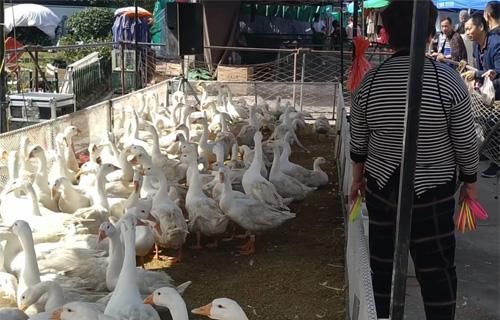  不妨|近几年农村这5个职业很赚钱，想干事业的农民，不妨试一下