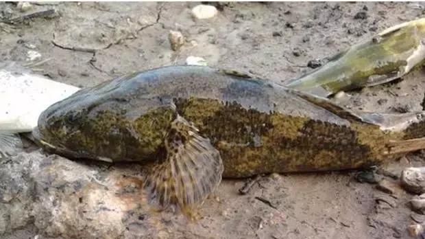 这鱼长得像财鱼，曾因长相丑被嫌弃，如今吃货快要把吃灭绝