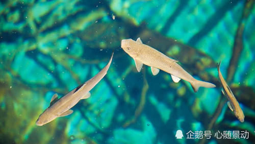 我国最适合中老年赏水的地方，拥有神仙颜值，简直就是人间仙境