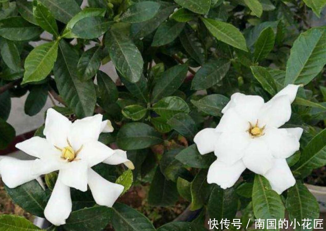  「土壤」家中养栀子花，黄叶、不开花，这2个事项应重视