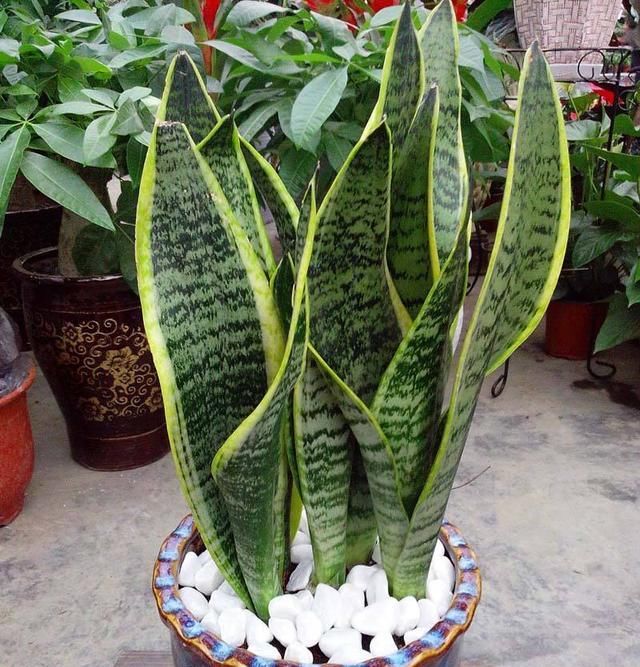 土壤:春天虎皮兰不换盆,小心来年不窜个,肥料再好也没新芽!