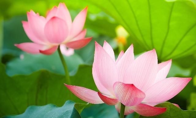  #果实#不仅叶美，花美，果实更美的酸辣小炒，简单易做，既补血又开胃