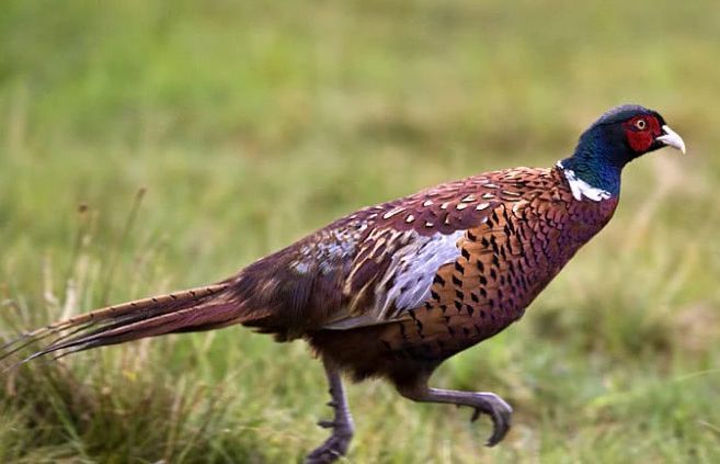  野鸡@农田里的野鸡危害庄稼。农民应该做什么？