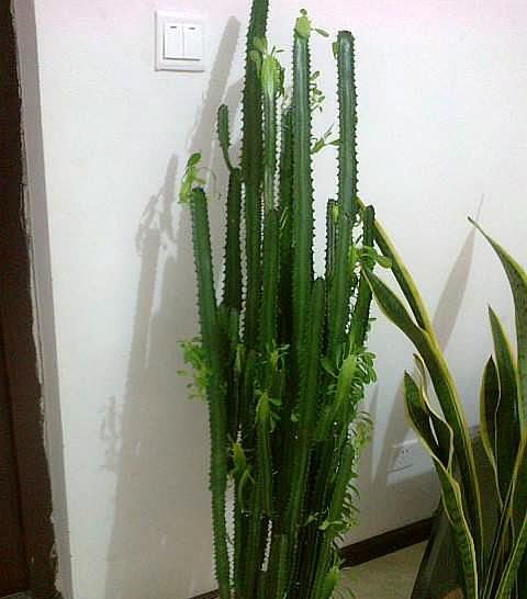  寓意：2种“多肉”长势猛，半年就能窜屋顶，寓意旺运、还镇宅，