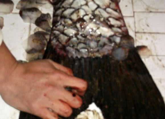  『青鱼』钓获的这条青鱼体型肥硕，通体呈青石色，单人抱起很吃力