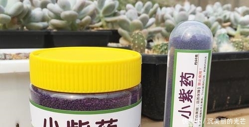 「密密麻麻」多肉生了蚧壳虫?密密麻麻头皮疼,用这2个小方法,一次杀除干净