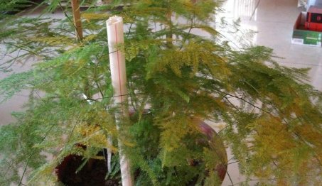  [增加植物]文竹浇水时加点“料”，保证叶片绿油油，从此不再黄叶、干枯！