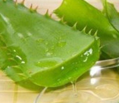  [恢复]富贵竹养1个月，全身“通黄”，倒入这“体液”，30天就恢复！