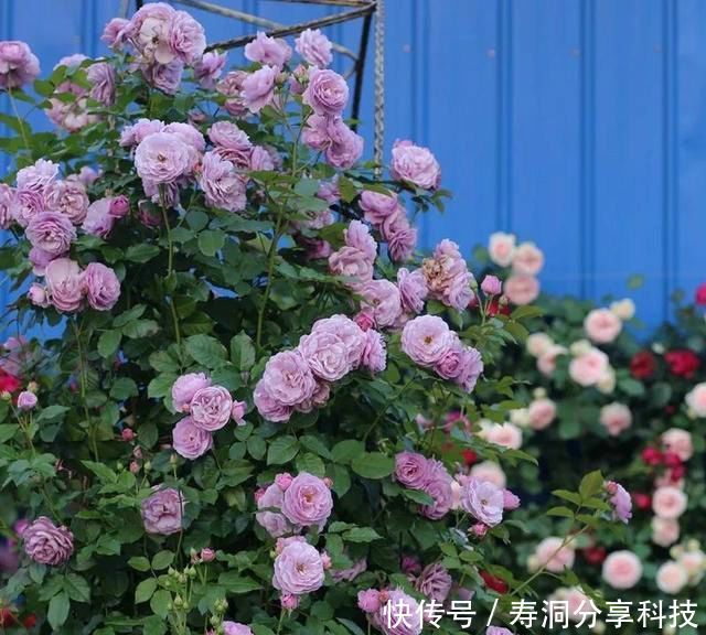  「品种」梦幻悠长，无法抗拒，月季的那抹蓝紫色美得清凉又高级！