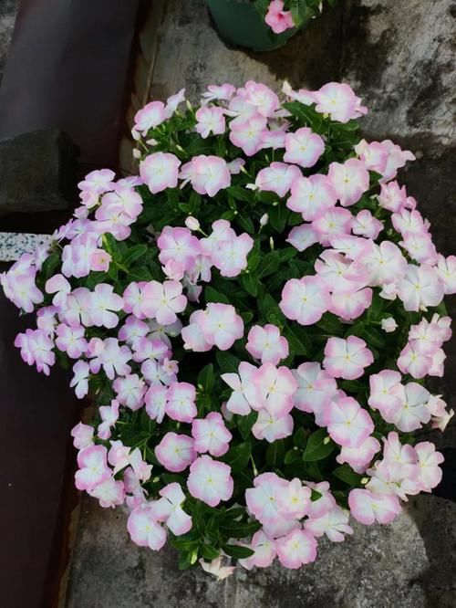  「图片作者」这6种花就是开花机器，养1盆能开200天，让你有花看