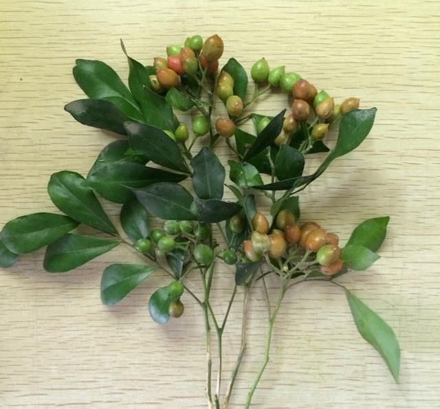  #栀子花#阳台养一盆它，比桂花栀子花还香，教你“3招”，长成盆景开满花