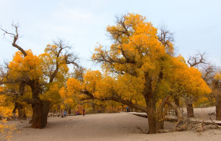  「我国」我国曾经花一亿在沙漠里种胡杨，多年过去，长成什么样