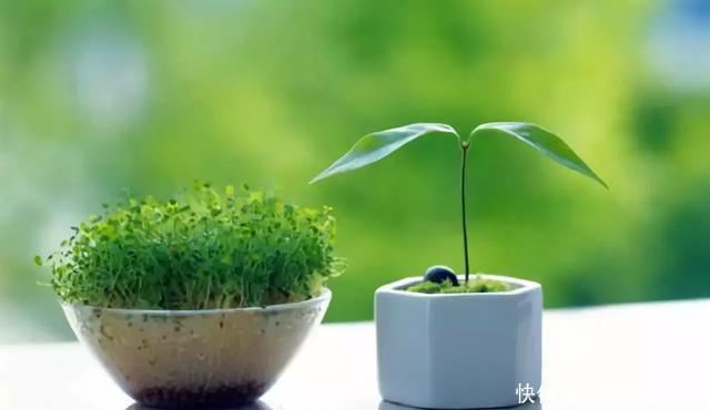  绿意盎然|卫生间放一盆这个植物，异味全跑光，绿意盎然又芬芳
