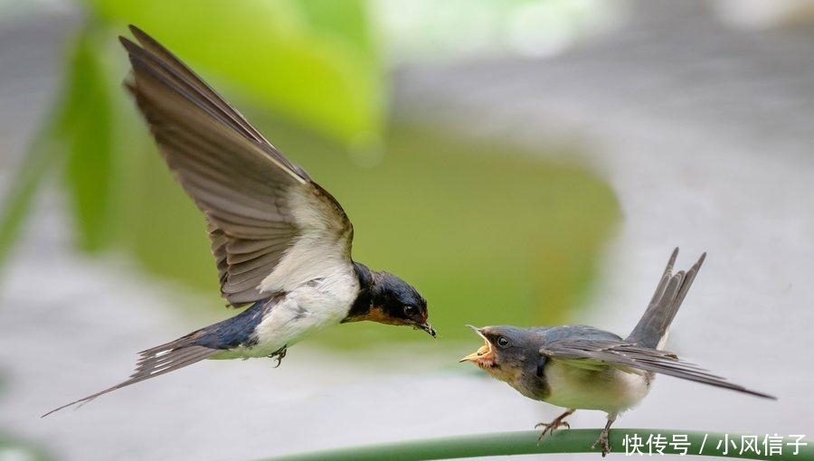 燕子最有灵性, 农村家里出现燕子搭窝预示什么? 说出来你都不信