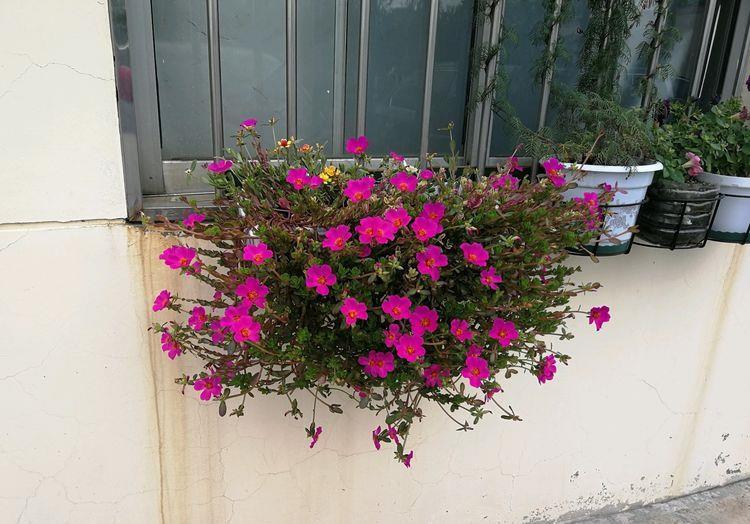 「牡丹」喜欢牡丹,不如养盆“精品玫瑰”黑丝绒,花色如墨,芳香四溢!