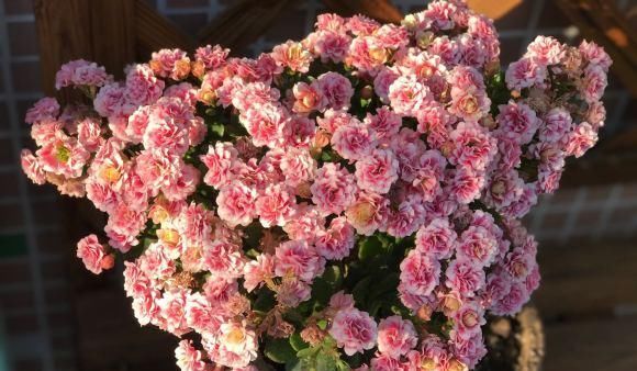  找上门@养花会浇水很关键,平时不犯4个＂错＂,烂根黄叶就不会找上门