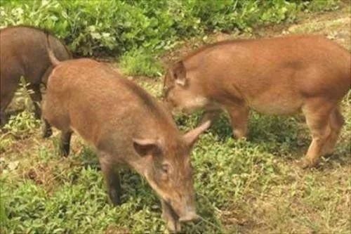  [返乡]在农村创业，不解决这4个难题很难成功，你遇到了几个？