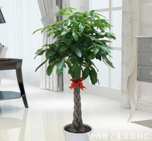 养花|养花就是为了好兆头,招财树、发财花过年安排上,好看又好养
