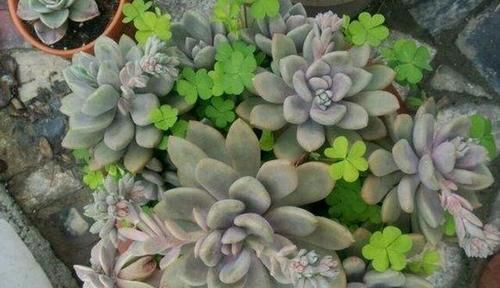  【一大】1种多肉,既耐旱又耐寒,丢土里不用管也疯长,3个月长出一大盆!